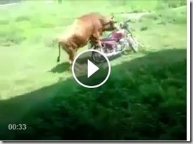 motorcycle bull